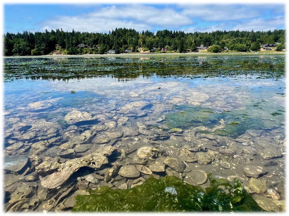 A body of water with oysters, reflecting the blue sky and trees in the background